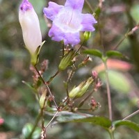 Strobilanthes helicoides T.Anderson